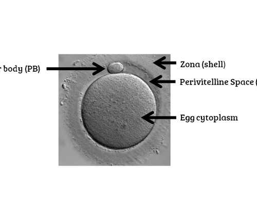 济南代怀宝宝价格,山东大学附属济南市中心医院