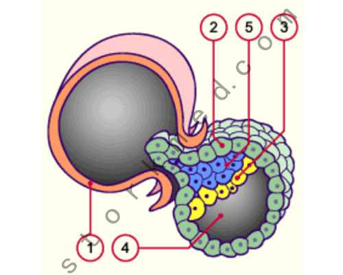卵巢早衰查性激素六项能判断吗