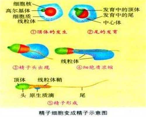 贵州代孕-济南卵巢早期小数试管组（为什么卵巢过早老化）