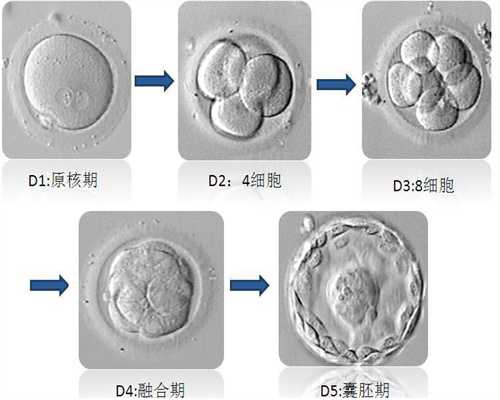 南京代怀流程_南京代怀套餐有哪些_南京胚胎代怀的风险